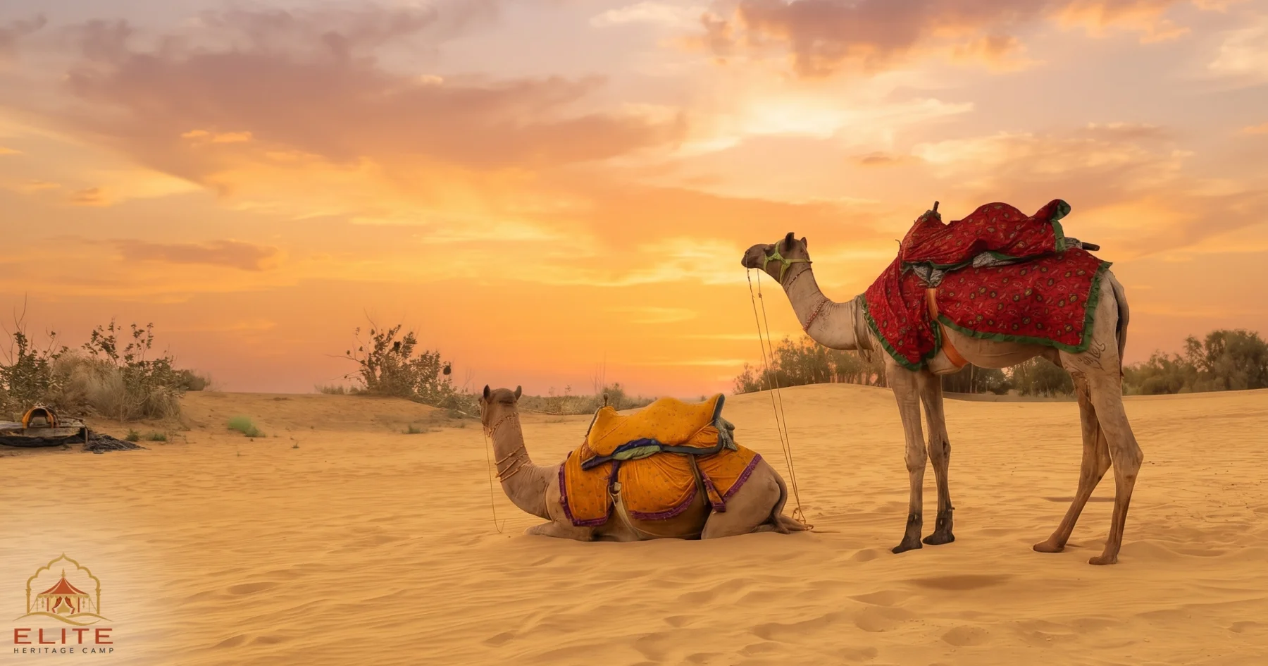 Camels at sunset on the sand dunes